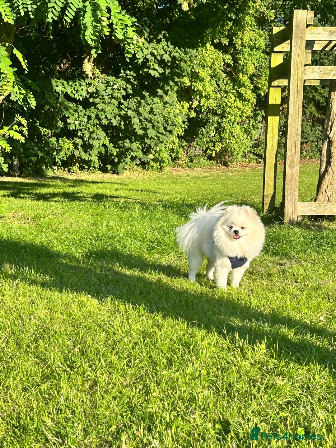 Pomeranian dogs for stud: Stud only. Bear Face, double coat, KC reg £450 - Advert 8