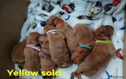Dogue De Bordeaux dogs for sale: Dogue De Bordeaux puppies - Advert 2