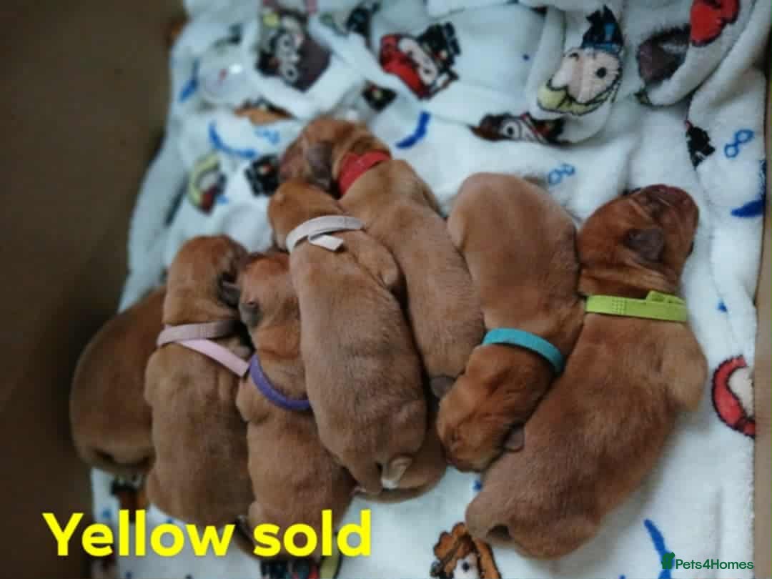 Dogue De Bordeaux dogs for sale: Dogue De Bordeaux puppies - Advert 2