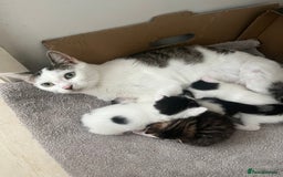 British Shorthair cats for sale: Female kitten - ready to collect  - Image 5