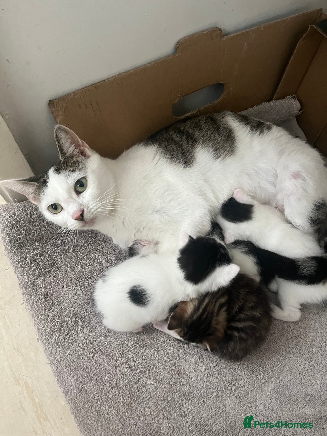 British Shorthair cats for sale: Female kitten - ready to collect  - Image 5