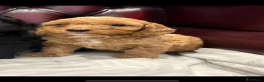 Cockapoo 1