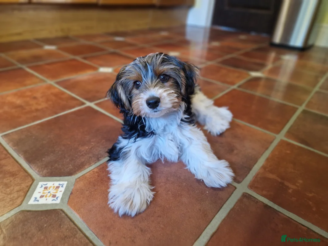 Biewer Terrier dogs for stud: 1 year old Biewer Terrier for stud - Advert 12