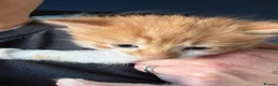 Mixed Breed cats for sale: Gorgeous ginger male kitten in Kilmarnock - Advert 2