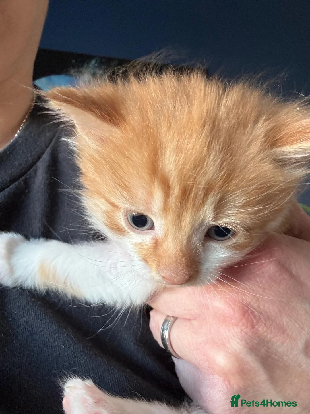 Mixed Breed cats for sale: Gorgeous ginger male kitten in Kilmarnock - Advert 2