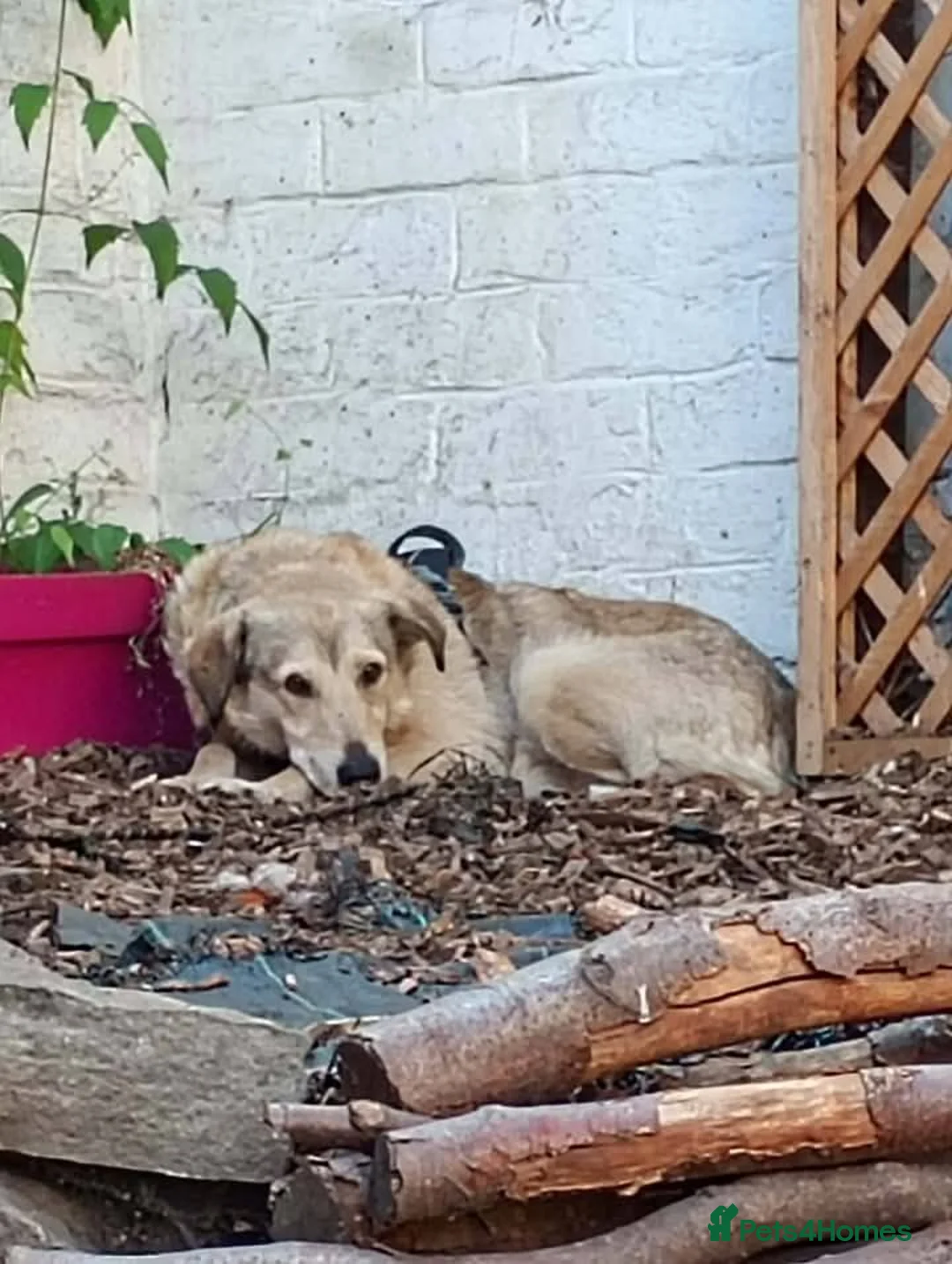 Mixed Breed dogs for adoption: Meet Misty, currently residing in Sheffield  - Advert 2