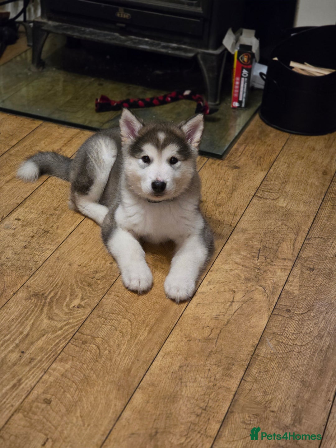 Alaskan Malamute dogs for sale: 9 week Old Alaskan Malamute Bitch - Advert 2