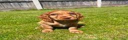 Cocker Spaniel dogs for sale: Cocker spaniel puppies - Advert 4