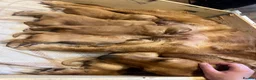 Golden Retriever dogs for sale:  beautiful litter of Golden Retriever pups  - Advert 2