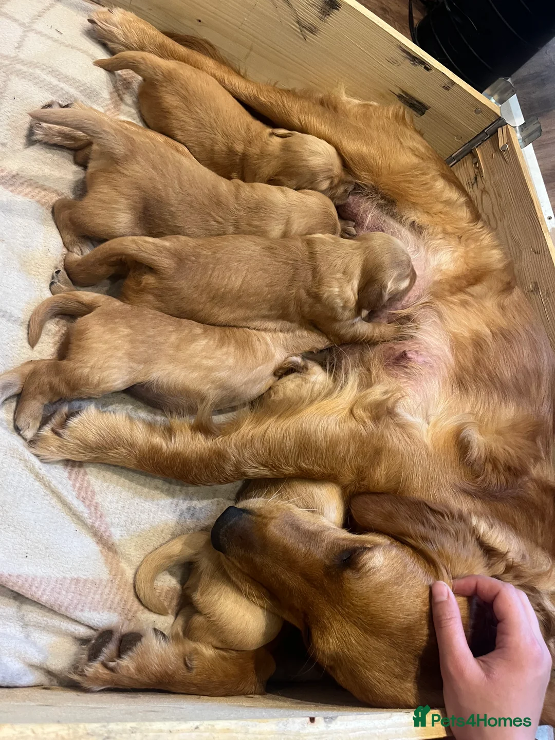 Golden Retriever dogs for sale:  beautiful litter of Golden Retriever pups  - Advert 2