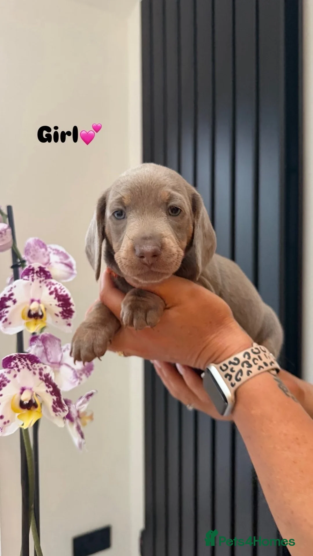 Miniature Dachshund dogs for sale: Miniature Dashund  - Advert 2