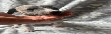 Whippet 2