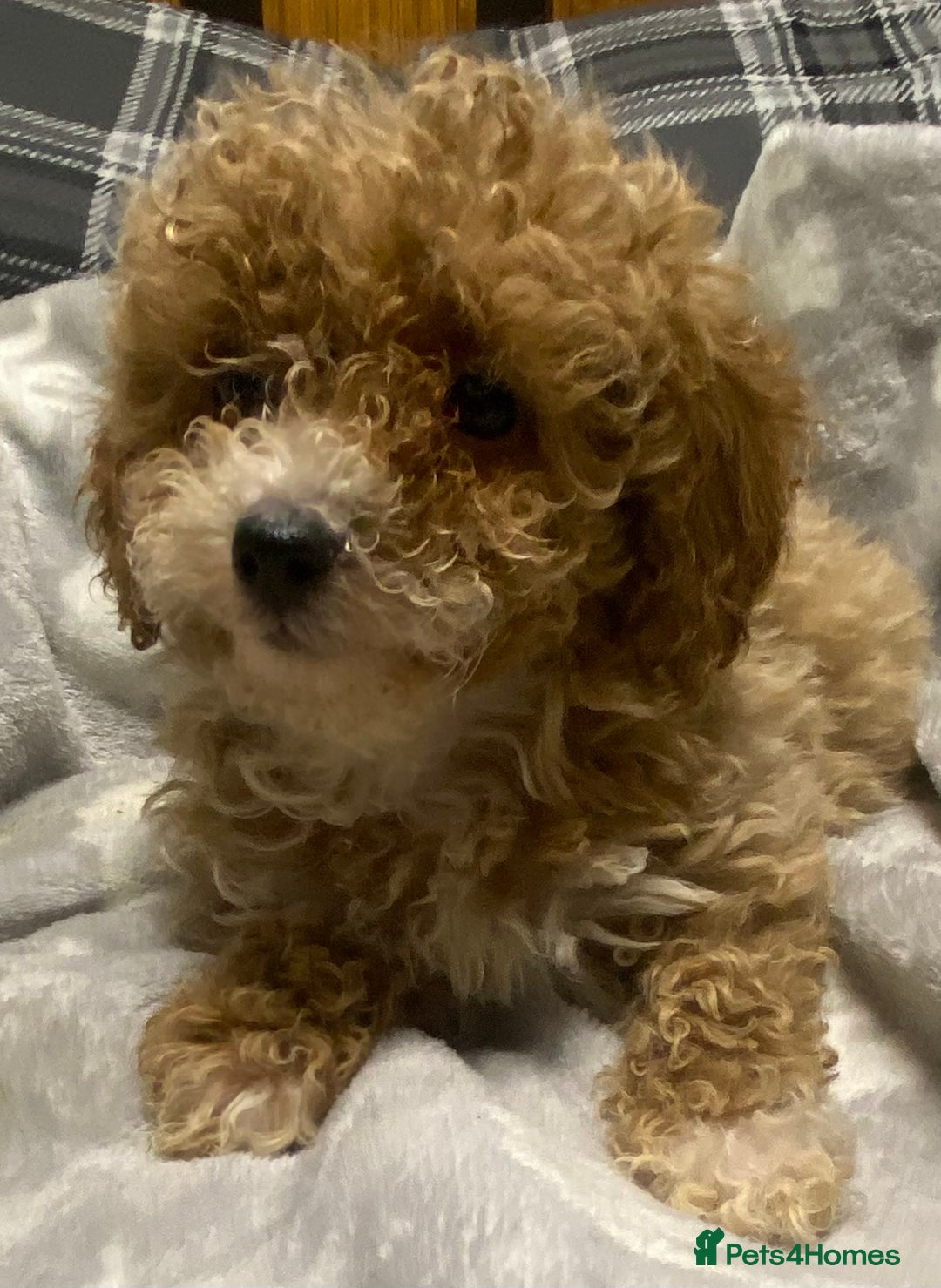 Toy Poodle dogs for sale: Beautiful Toy Poodle puppies  - Advert 4