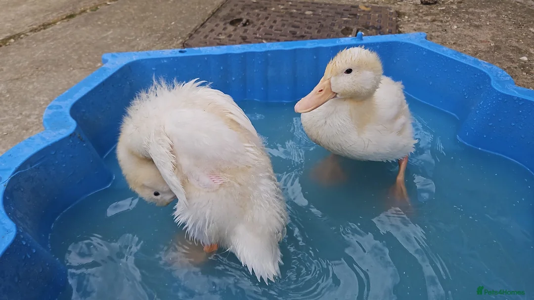 Ducks poultry for sale: Free ducks  in Luton - Advert 4