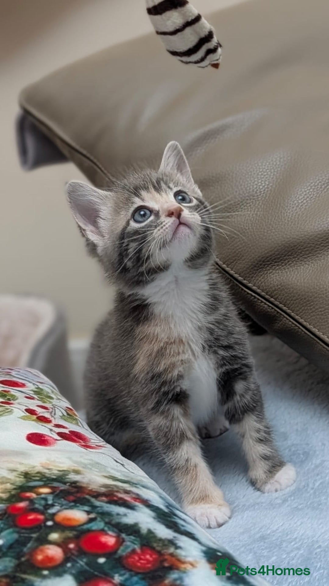 European cats for sale: 4 beautiful kittens for sale - Advert 5