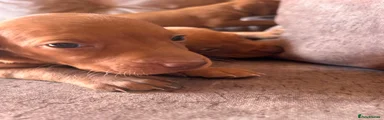 Hungarian Vizsla 9