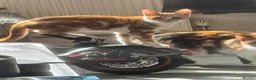 Mixed Breed cats for sale: Loving and Playful kittens - Advert 7