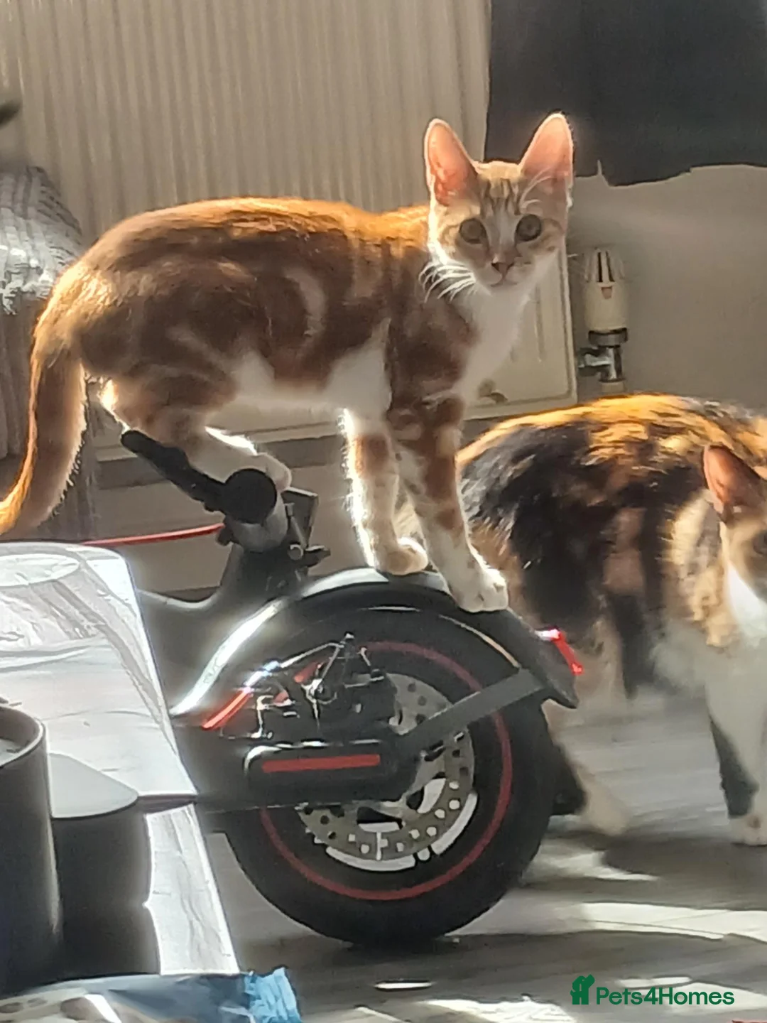Mixed Breed cats for sale: Loving and Playful kittens - Advert 7