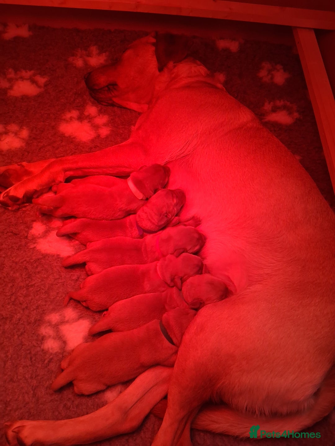 Labrador Retriever dogs for sale: Fox red / yellow KC registered labrador pups - Advert 4