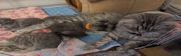 Mixed Breed cats for sale: Beautiful grey silver tabby kittens, ragdoll X Mum - Advert 20