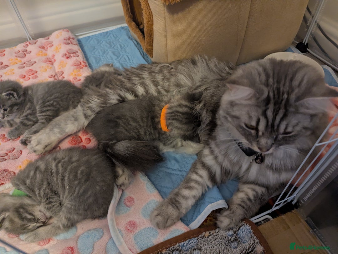 Mixed Breed cats for sale: Beautiful grey silver tabby kittens, ragdoll X Mum - Advert 20