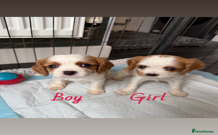 Cavalier King Charles Spaniel dogs - Advert 12