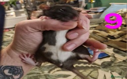Rat rodents for sale: 9 beautiful girls - Image 32