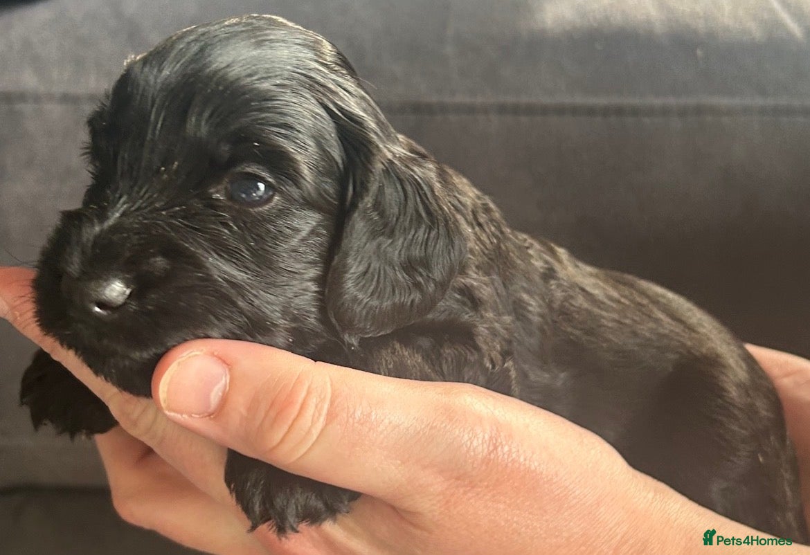 Cockapoo dogs Beautiful litter of cockapoos. - Advert 3