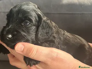 Cockapoo dogs Beautiful litter of cockapoos. - Advert 3