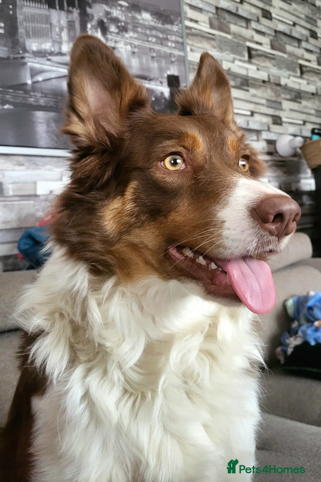 Border Collie dogs for sale: 3 boys, 1 girl in Wellingborough - Advert 1