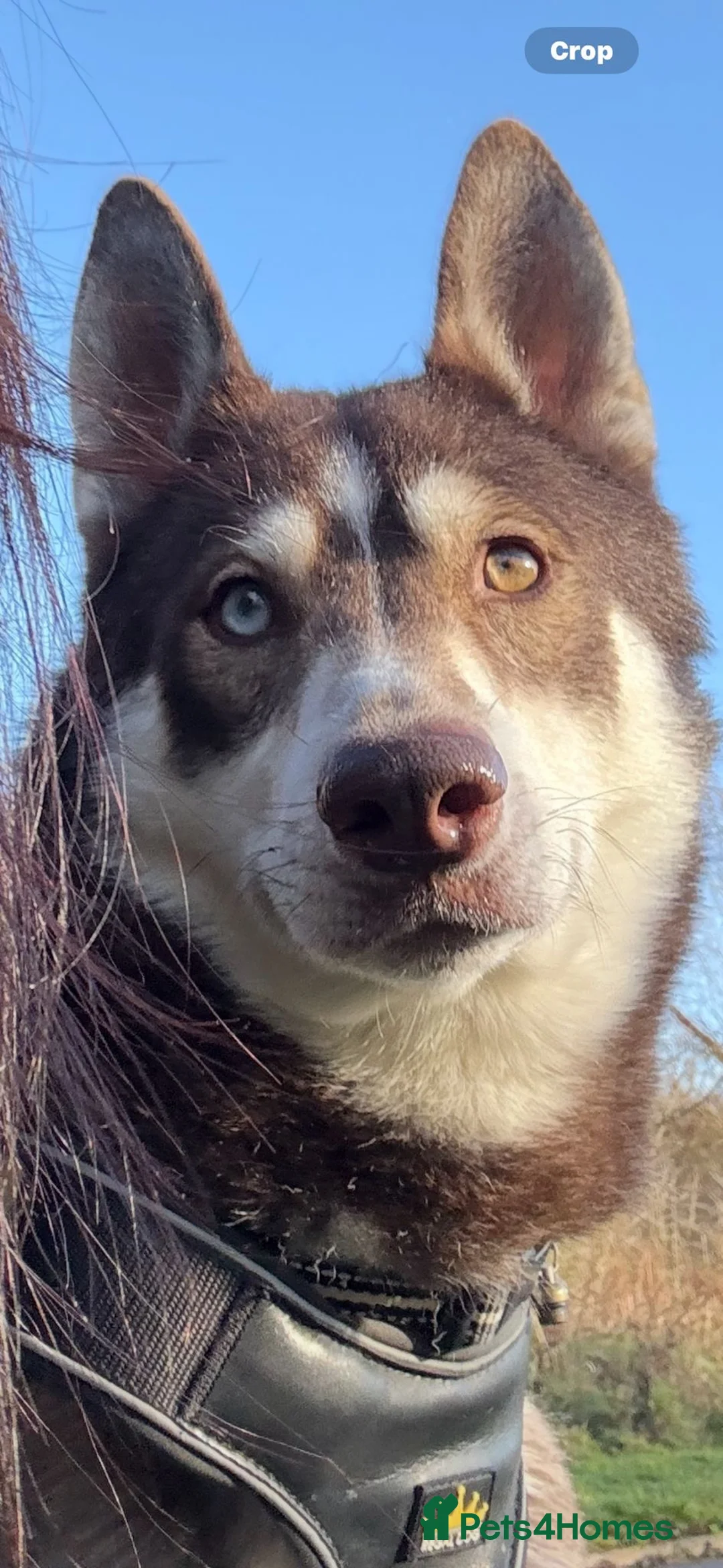 Siberian Husky dogs for sale: Gorgeous Siberian husky puppies - Advert 13