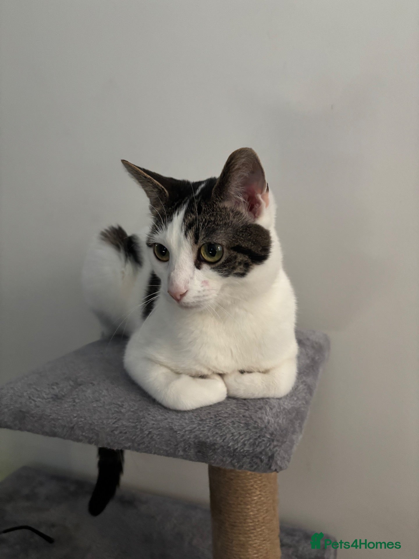 Mixed Breed cats Hattie looking for loving home  - Advert 17