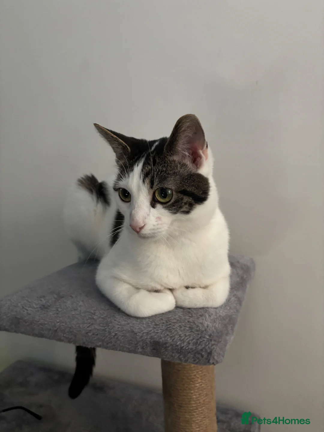 Mixed Breed cats for sale: Hattie looking for loving home  - Advert 1