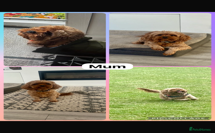 Cavapoo dogs - Advert 1