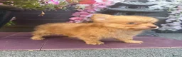 Pomchi dogs for sale: Two beautiful playful well socialised boys  - Advert 7