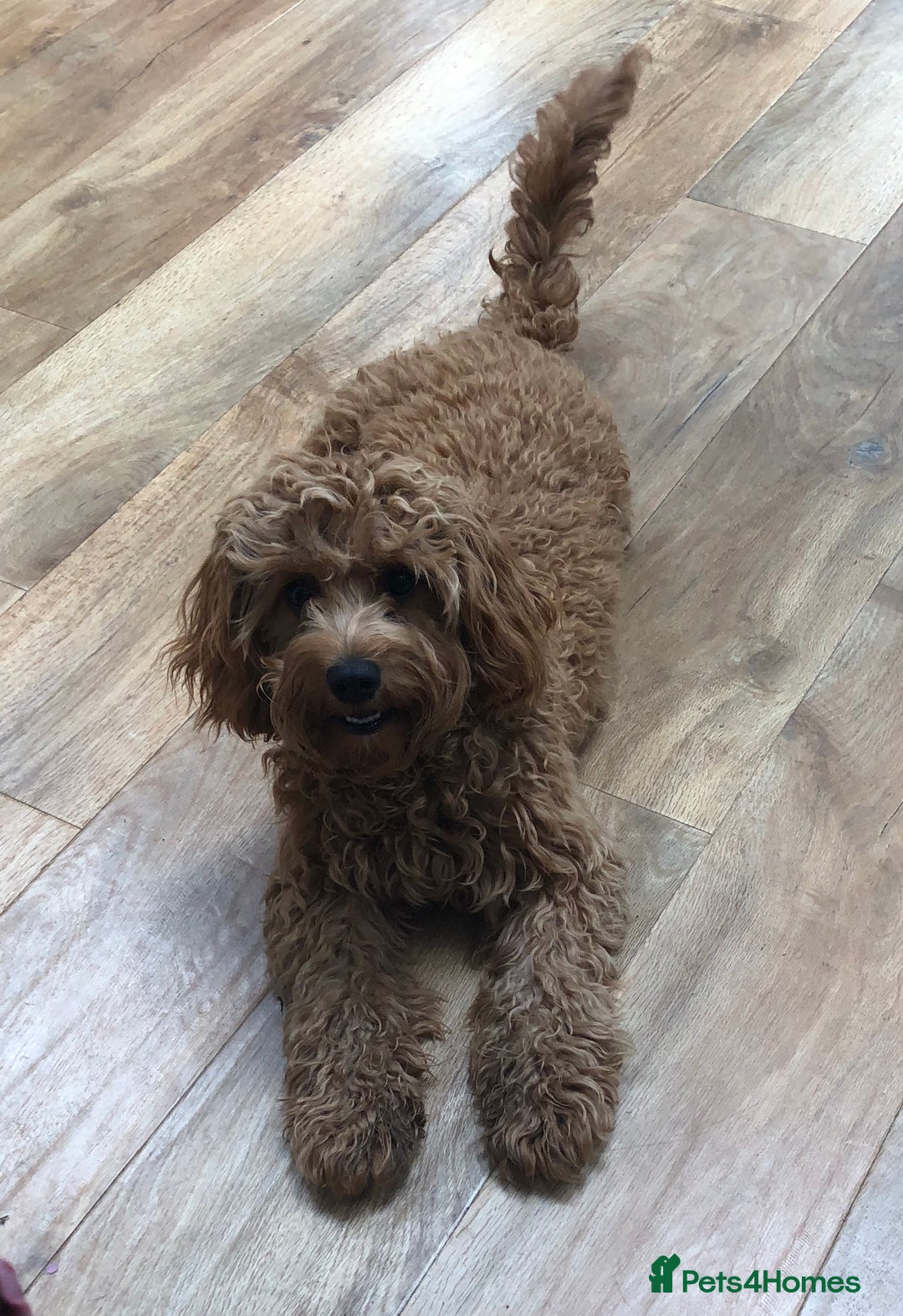 Cavapoo dogs for sale: Health tested F1b Cavapoo puppies - Advert 2