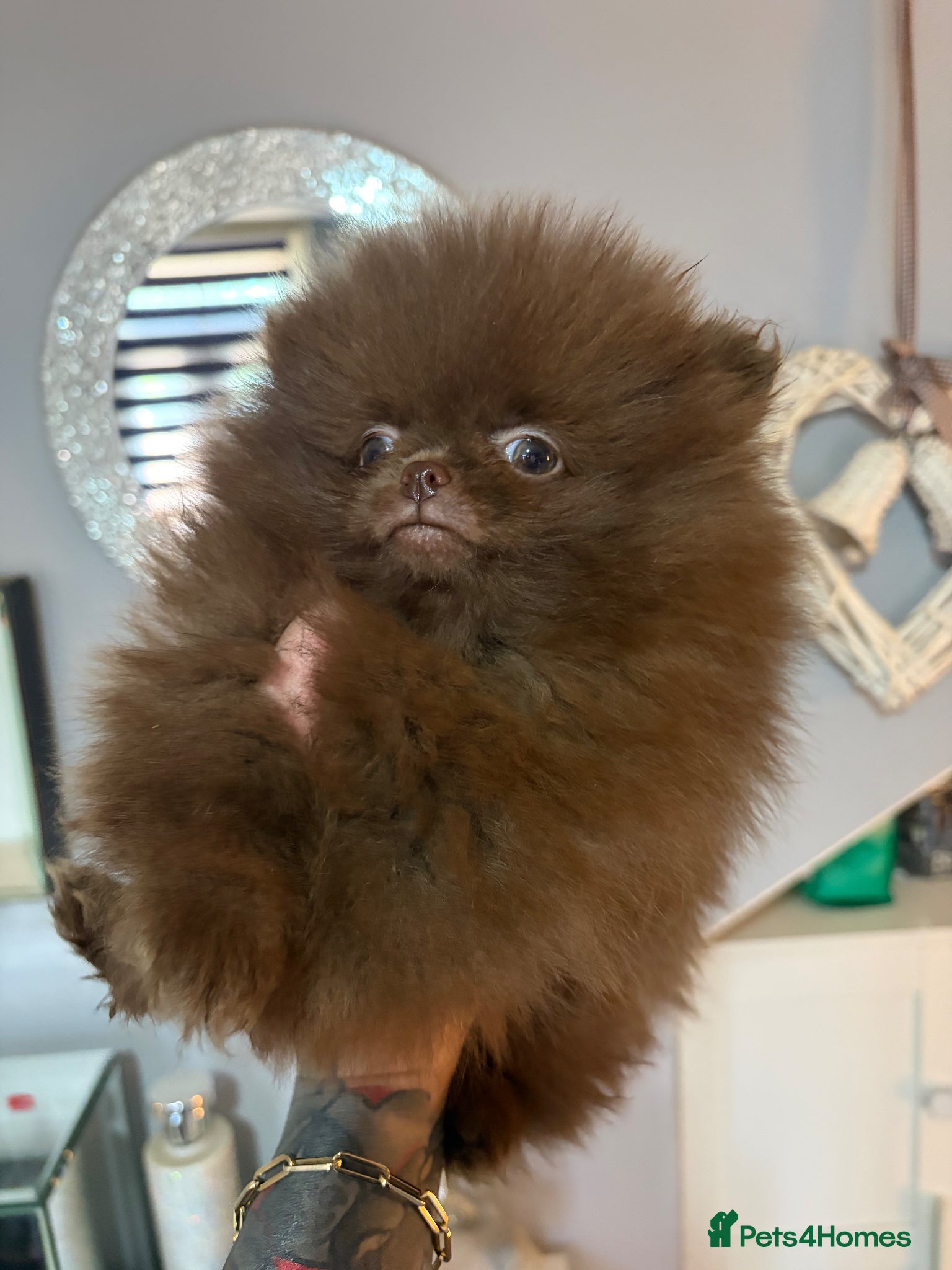 Pomeranian dogs Amazing Poms teddy bear🐻 1 left  - Advert 2