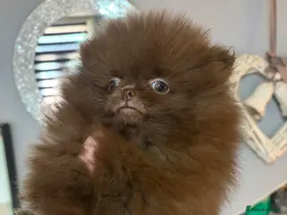 Pomeranian dogs Amazing Poms teddy bear🐻 1 left reduced price ! - Advert 10