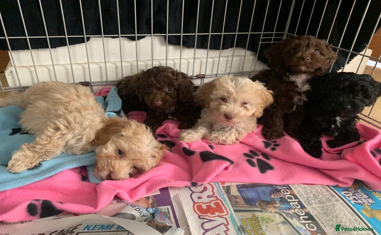 Cockapoo dogs - Advert 2
