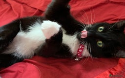 British Shorthair cats for sale: Juno and Minnie - Image 14