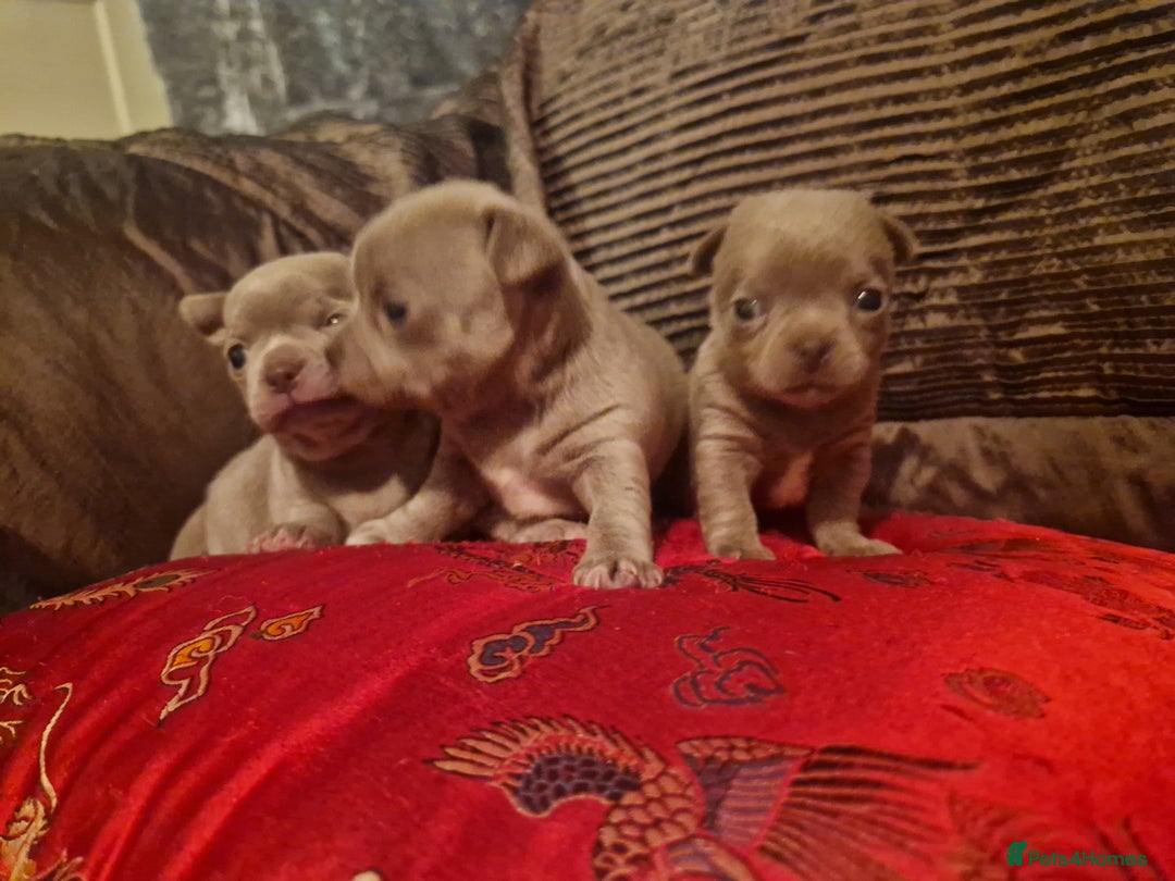 Chihuahua dogs for sale: 3 Kc registered lilac chihuahuas  - Image 7