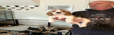 Beagle 4