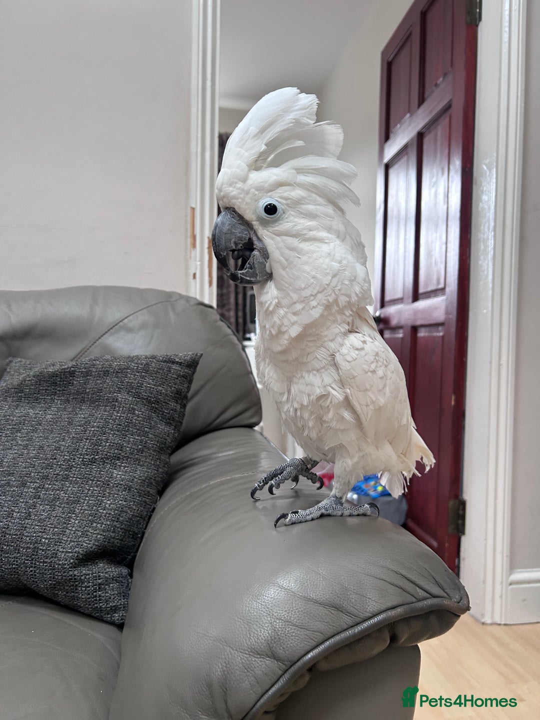 Cockatoo birds for sale: Very friendly talking male Cockatoo for sale! in London - Image 1