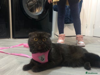 Scottish Fold cats 🐾 Rare Chocolate Beauty in Edinburgh 🏡 - Advert 1