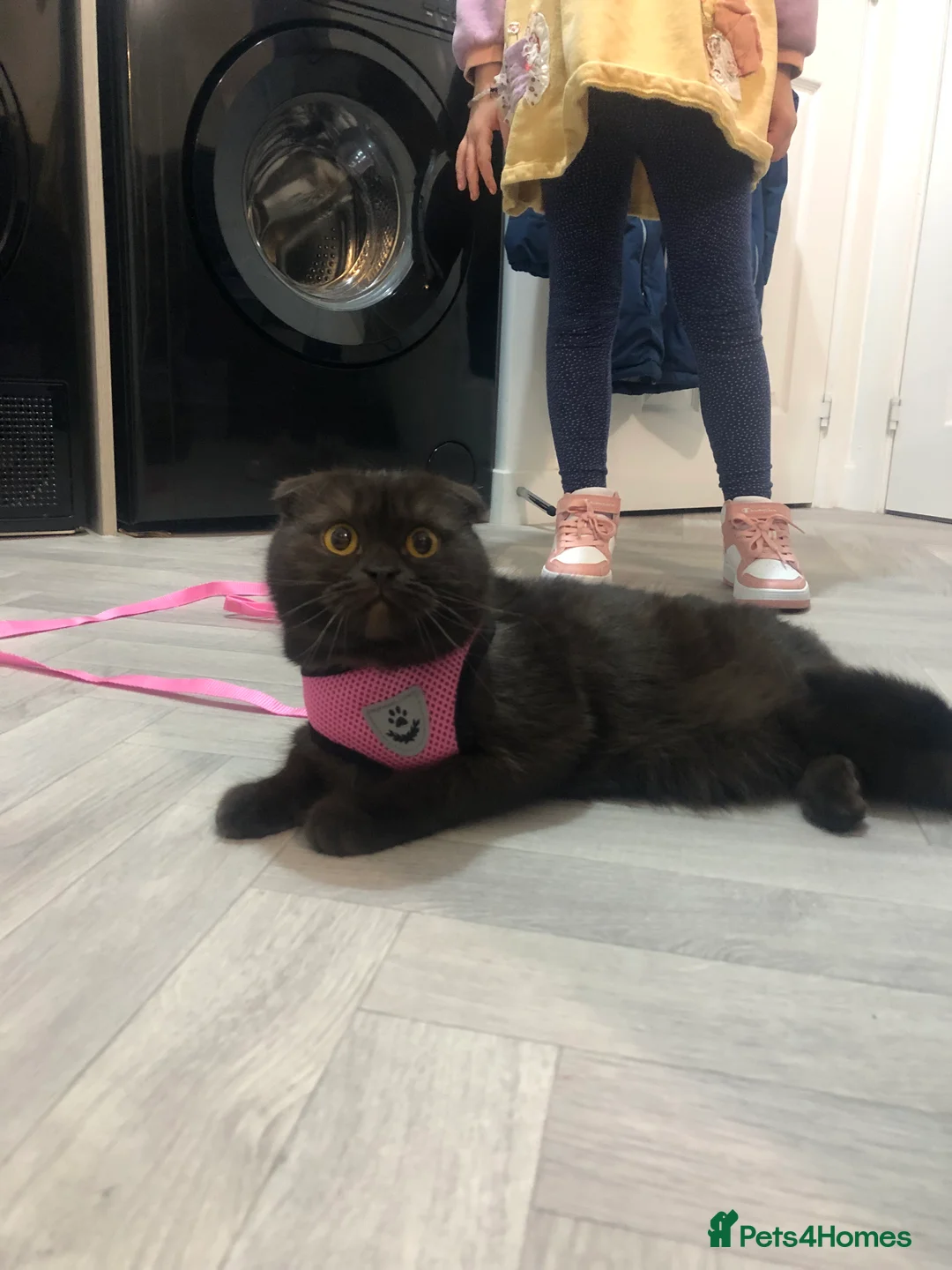 Scottish Fold cats for sale: 🐾 Rare Chocolate Beauty in Edinburgh 🏡 - Advert 1