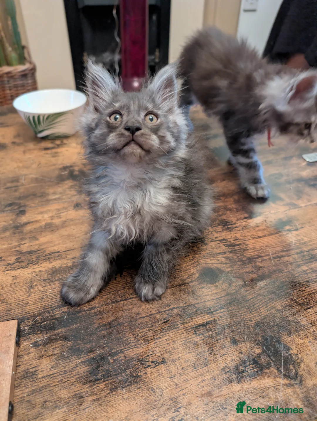 Maine Coon cats for sale: Mainecoon kittens  - Advert 17