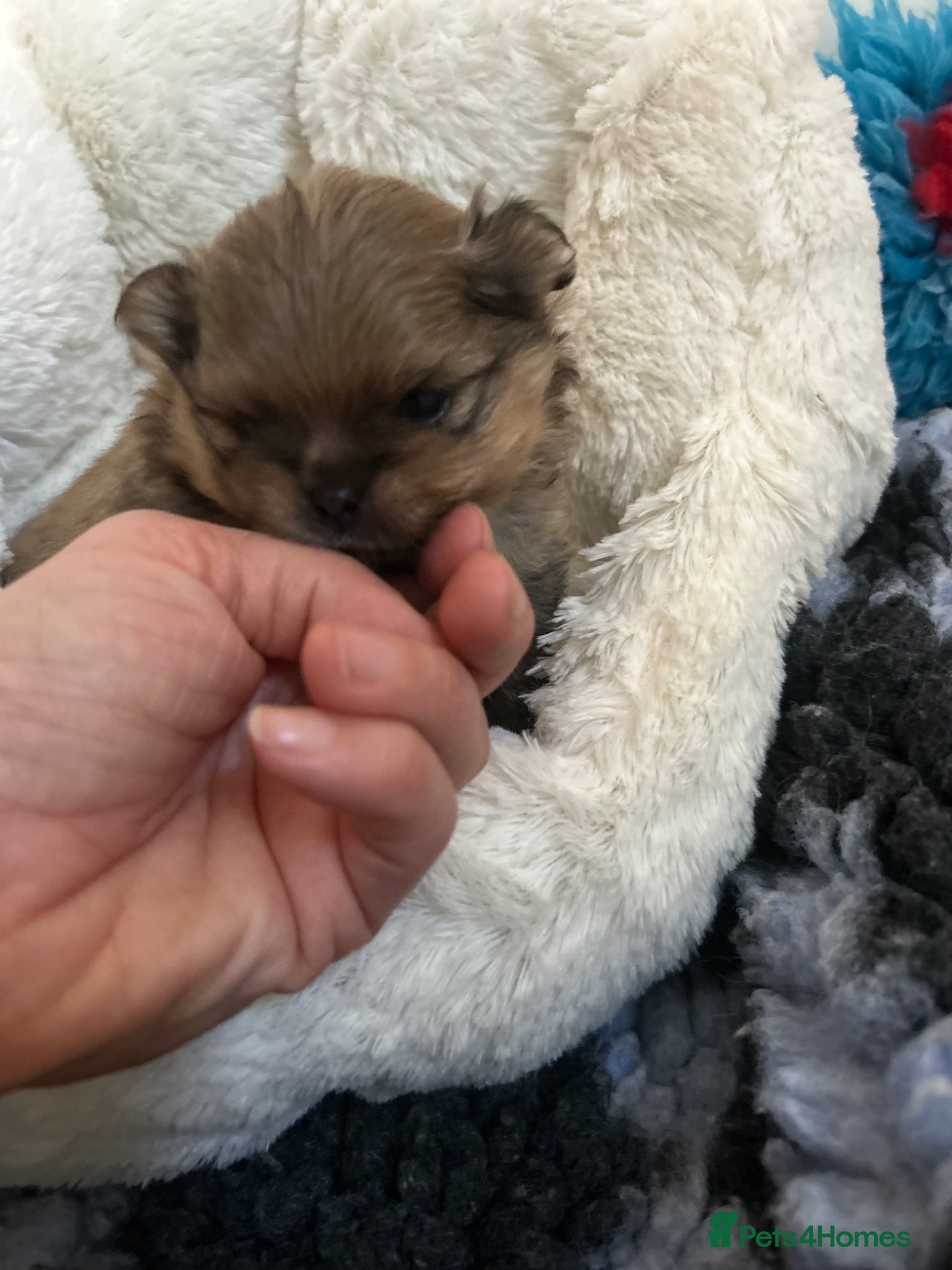 Pomeranian dogs for stud: Available for stud  - Advert 2