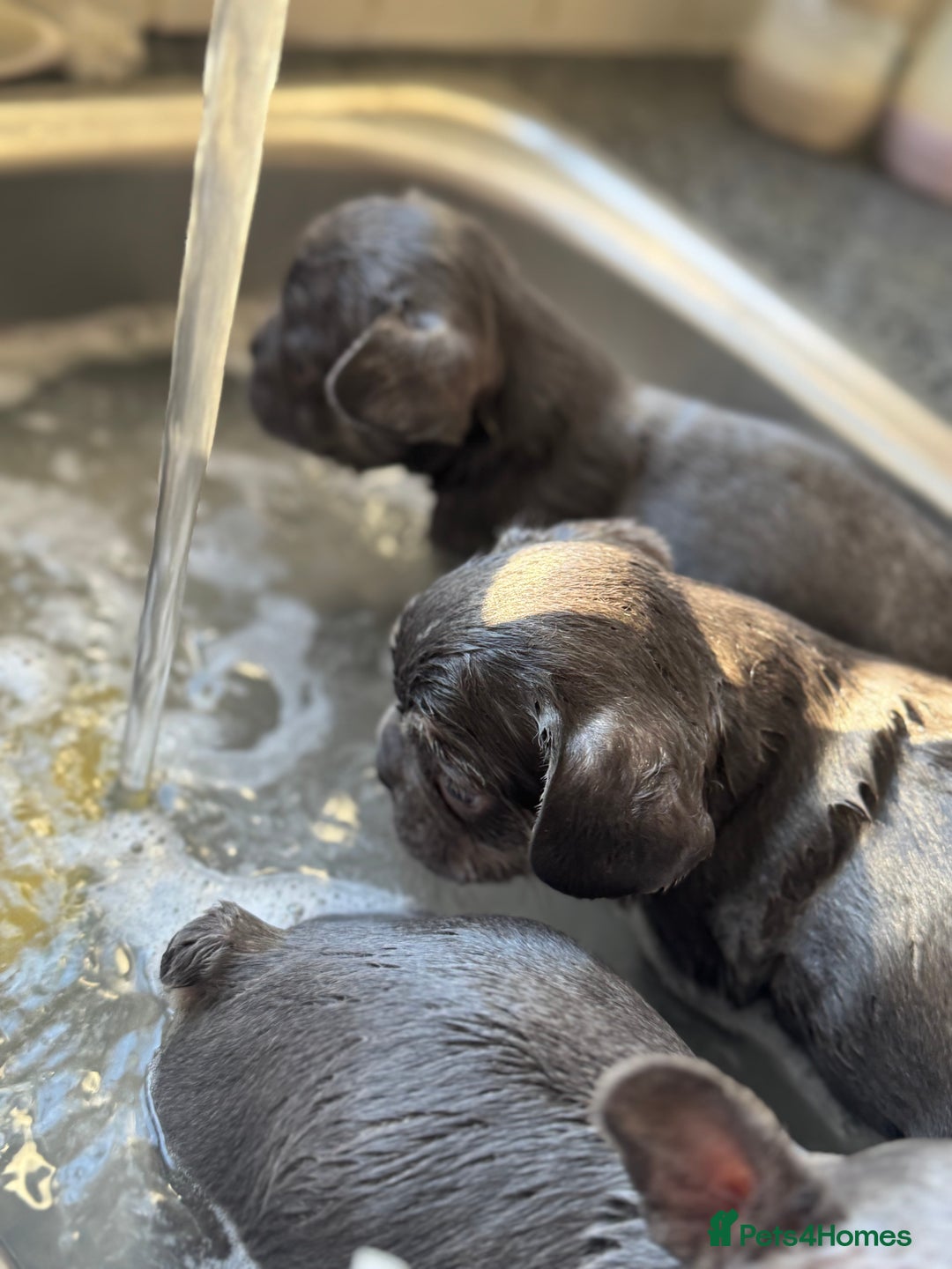 French Bulldog dogs for sale: 3 beautiful frenchie boys  - Image 8