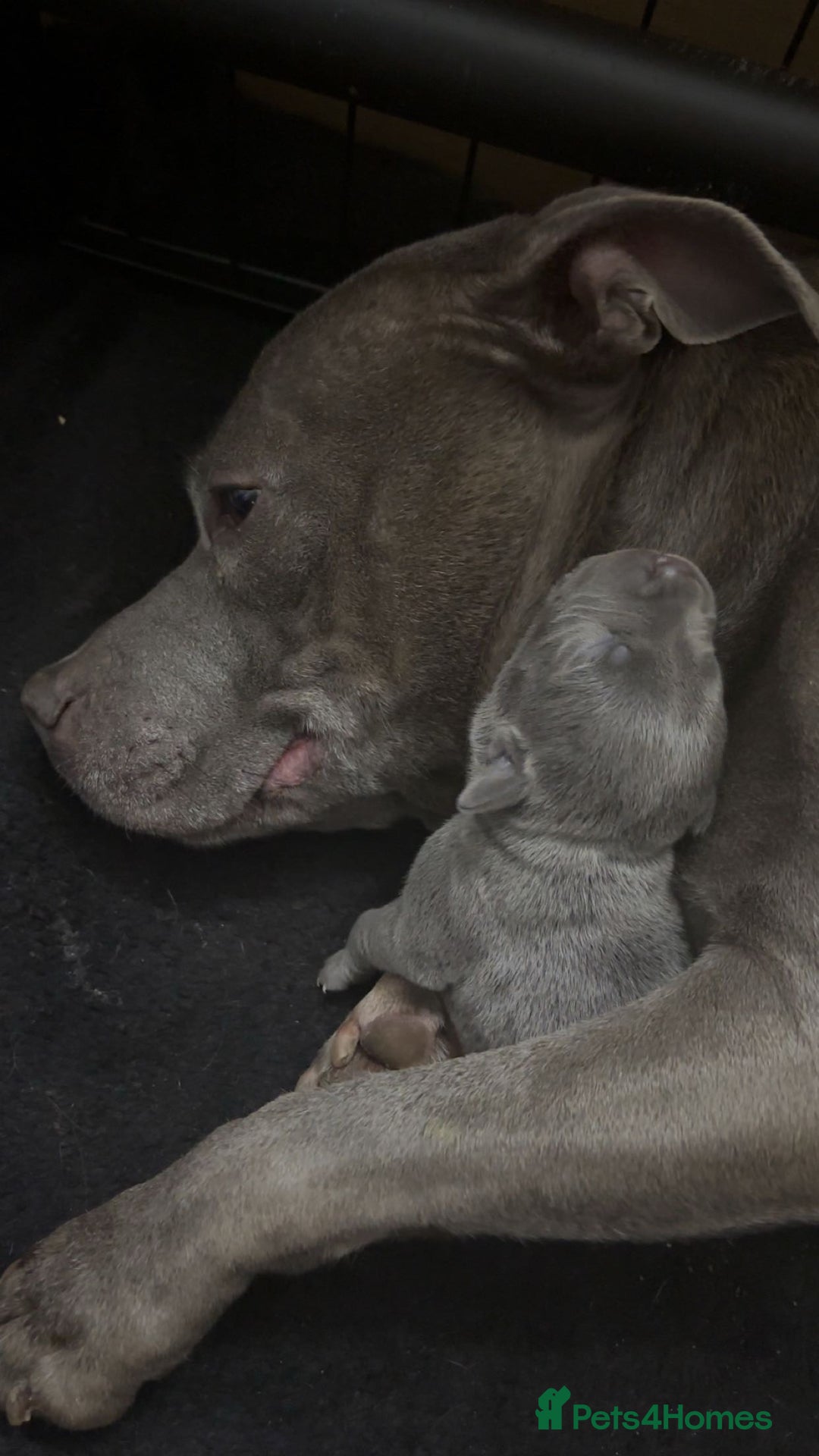 Staffordshire Bull Terrier dogs for sale: BLUE BLOODLINE CHAMPION STAFFS💕🐾 - Image 10