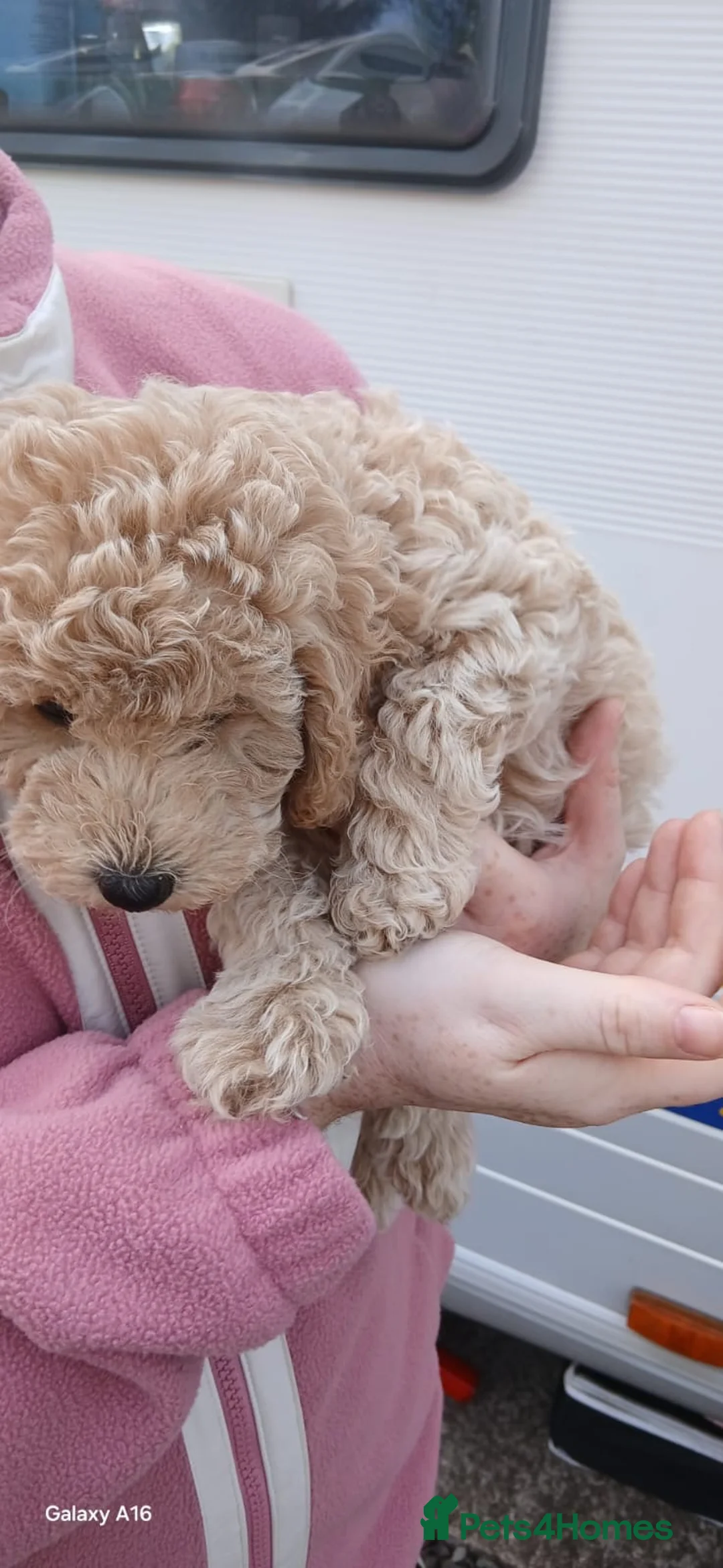 Mixed Breed dogs for sale: 8 week old toy/miniature poodles for sale in Bathgate - Advert 2